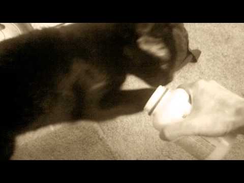 My cat Kavi taking her vitamins