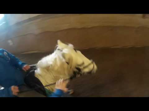 Gopro Pony Games❤️