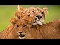 Return Of The Lion NatGeo Wild National Geographic Channel