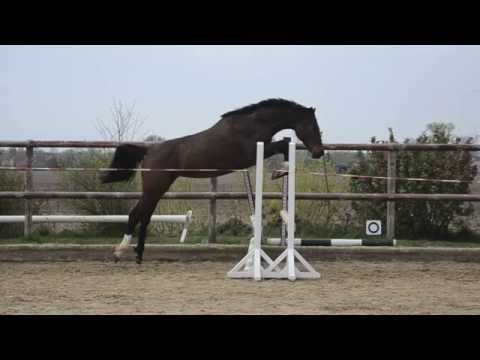 Stute *2012 Connor - Canturo - Calato