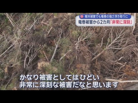 YouTube Video 静岡・牧之原市などの竜巻被害から２ヶ月　「枝折れ」「根返り」「幹折れ」被災地に残された樹木の被害から竜巻の強さが浮き彫りに