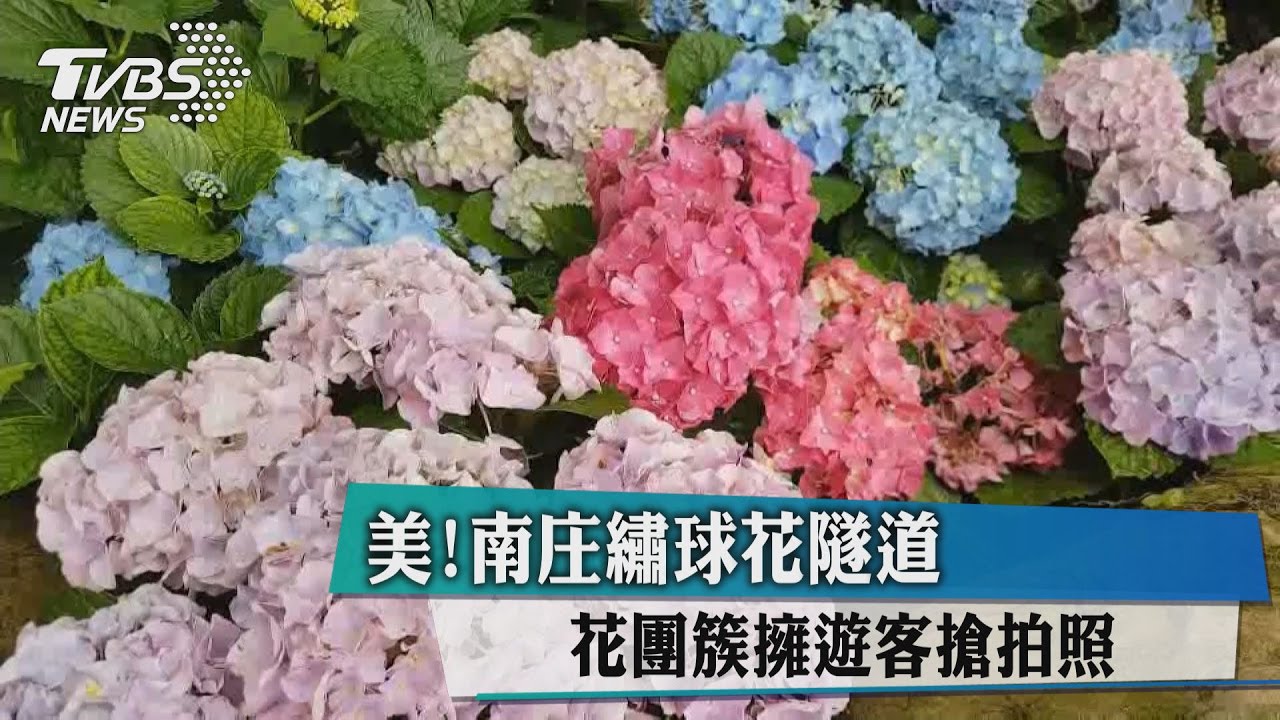 美！南庄繡球花隧道　花團簇擁遊客搶拍照