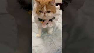 ☆Super Cute Animals☆Cute cats and funy dogs＆cat　videos compilation2021C⑪#Shorts