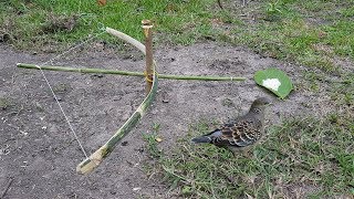 How To Make DIY Bird Trap Using Bamboo Bow -DIY Bow Bird Trap