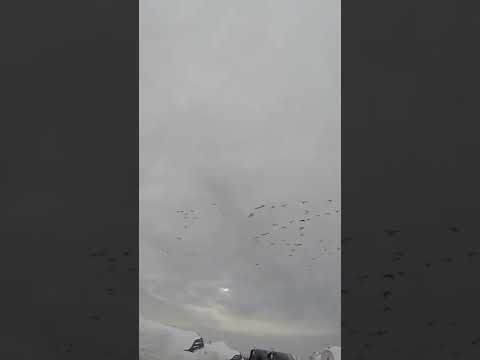 MASSIVE Snow Flock! (3 for 3) | Waterfowl Hunting