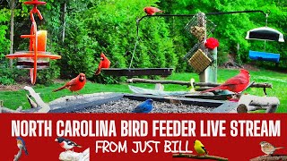 🔴North Carolina Bird Feeder Daily Live Stream 🐦The Most Cardinals on YouTube live webcam