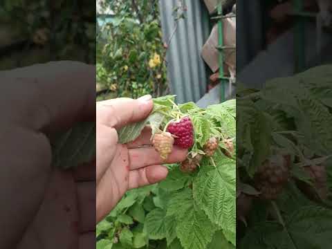 Малина.Продолжение следует.11 августа 23г.