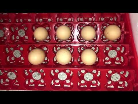 Küken ausbrüten Teil 1