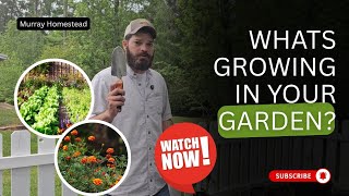 TOUR OF WHAT IS IN OUR GARDEN
