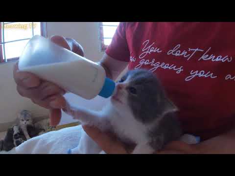 My 9 kittens compete to drink milk.