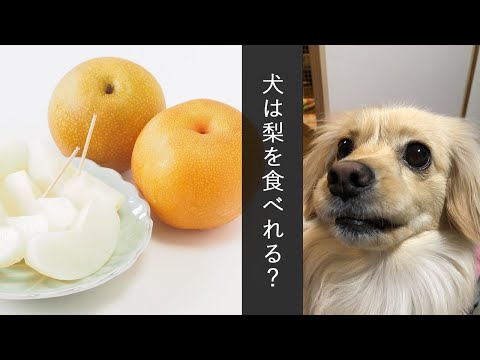犬は梨を食べても大丈夫でしょうか?