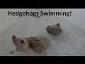 CUTE Hedgehog Swim Compilation!