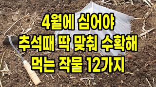 4월에 심어야 추석때 딱 맞춰 수확해 먹을 수 있는 대박 작물 12가지