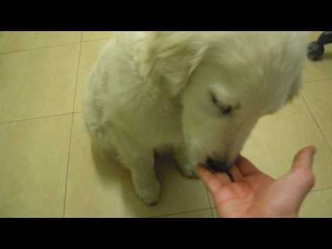 Cómo enseñar a TU PERRO a dar la PATA