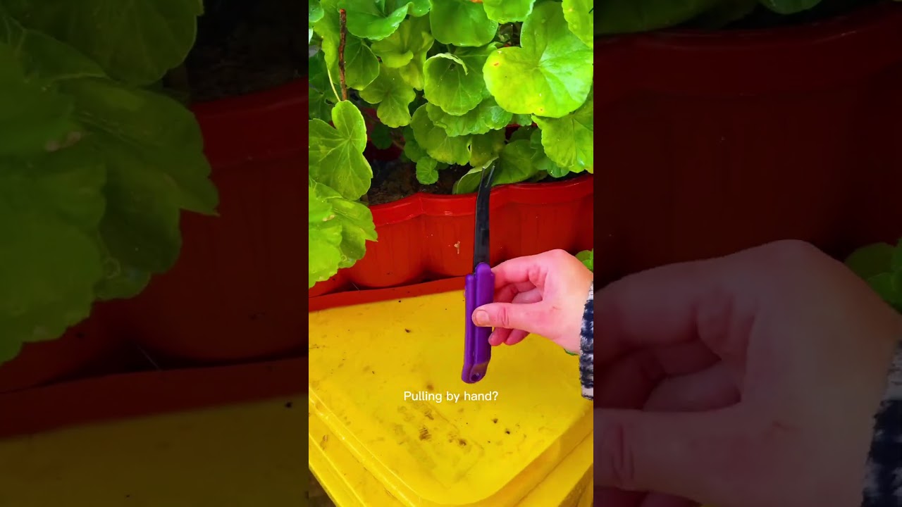 #gardeningtips #weedingtool #backyardgarden #gardeninghack #growyourown #organicgardening #soilcare