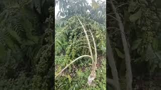 Download lagu SAMBUNGAN TUNAS AIR||KOPI LANCURAN mp3