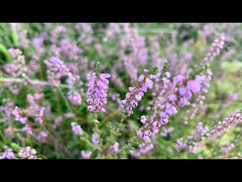 Okolice Trójmiasta: Wrzesień na wrzosowisku. Wrzos pospolity / Caluna vulgaris