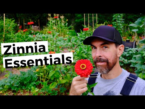 TIPS FOR GROWING GIANT ZINNIAS | BRING DRAMA TO THE GARDEN