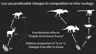 You Are What You Eat: Revealing Dinosaur Diets Using Fossil Tooth Chemistry