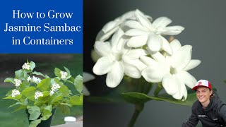 Jasmine Sambac / Pikake - How to Grow in Pots - Tutorial - Training - Indoors/Outdoors