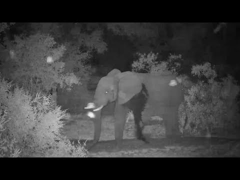 Djuma: Lone Elephant bull - 20:30 - 12/30/19