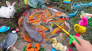 Download lagu Fishing for carp in the pond, colorful fish, big catfish, ornamental fish, cute fish, rabbits, ducks mp3 Download lagu Fishing for carp in the pond, colorful fish, big catfish, ornamental fish, cute fish, rabbits, ducks mp3