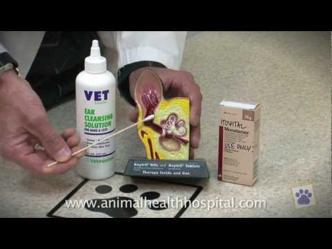 Animal Health Hospital: How To Clean Your Pet's Ears.