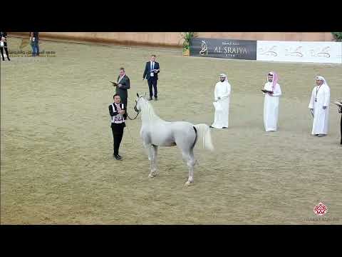 N.344 LAMMAH AL NAIF - 22nd Qatar National 2019 - Stallions 4 to 6 Years Old (Class 12)