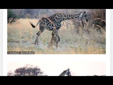 Lioness takes down giraffe solo