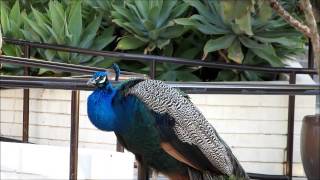 Good Morning, Peacocks & Peahens