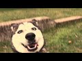 Smile Dog Caught On Tape