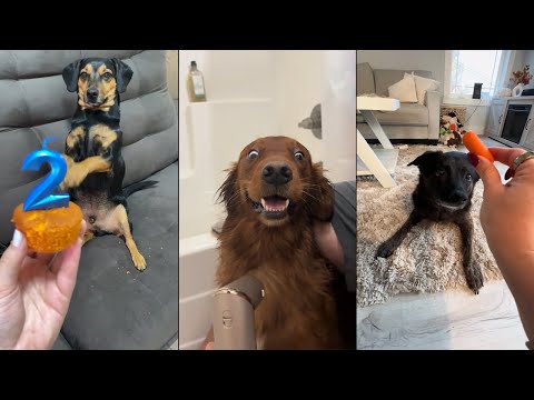 Dogs Who Deserve an Oscar for Their Reactions