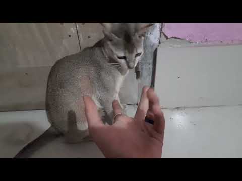 Funny 🐈 playing compilation for laugh🤣😹!/ Cute cat playing with Ball 🏀/ Cat play time funny moments