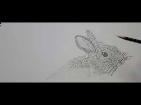 How to draw a realistic rabbit
