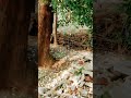 Baharo Phool Barsao Mera Mehboob Aaya Hai Hindi Mohammad Rafi Old Song Status Vairal Shot