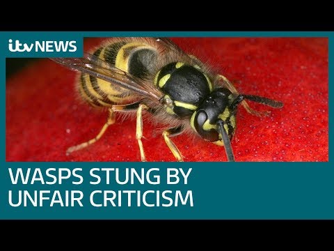 Why do we hate wasps but love bees? | ITV News