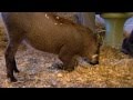 Baby Warthog Cincinnati Zoo