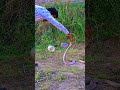 Snake Catching By Indian Army Boys Attitude Video Shorts Viral Ytshorts Snake Indianarmy