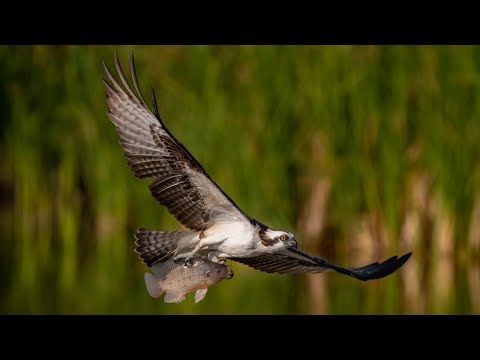 Nikon D850 Captures Incredible Detail High Speed Action Osprey and Eagles In Flight Bird Photography