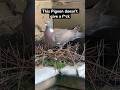 This Pigeon doesn’t give a f*ck #shorts #funny #funnyshorts #memes #comedy #youtubeshorts #pigeon
