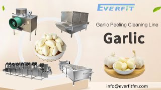 400kg/h Garlic Peeling And Cleaning Production Line：Used in garlic processing plants