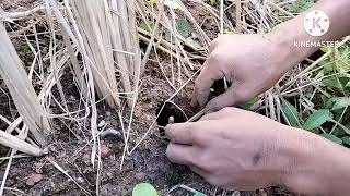 Download lagu Cha khungrei puk olmai mp3