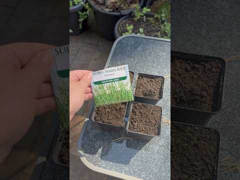 Unbedingt im September Schnittknoblauch aussäen #selbstversorger #garten #gärtnern #shorts #aussaat