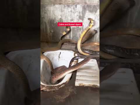 "Epic Showdown: Cobra vs Russell's Viper – A Snake Battle Like No Other!" #snake #reels #shortvideo