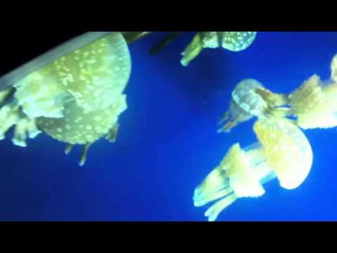 会計学科 ユーチューブyoutube.comが名古屋港水族館になった！感動のイルカや魚たち！税理士木村勝則の独り言！経営革新等支援機関近畿財務経済産業局認定木村勝則税理士事務所滋賀県高島市安曇川町