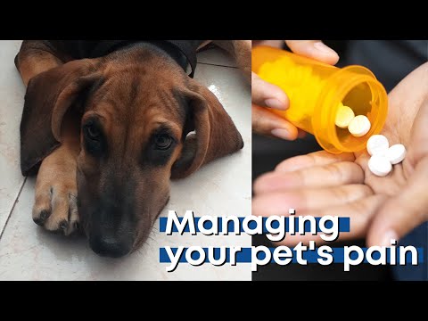 Managing your pet's pain | Tier 1 Veterinary Medical Center