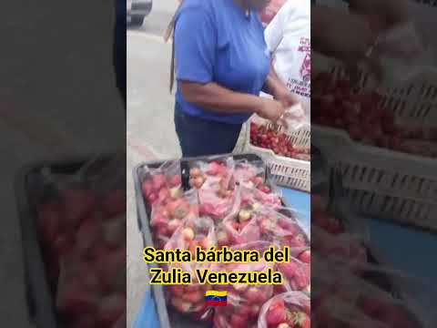 vendiendo fresas #santabarbaradelzulia #venezuela  Municipio Colón Estado #zulia