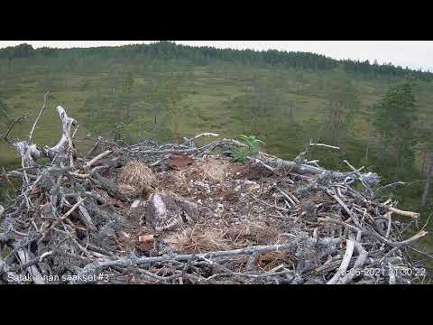 26.6.2021 - #3 - Nupun ja Ahtin vahdinvaihdot