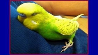 Bird cuddles up and talks himself to sleep Video #11 | Liz Kreate
