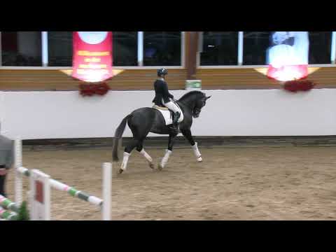 Auf der Hengstvorführung mit Dezember